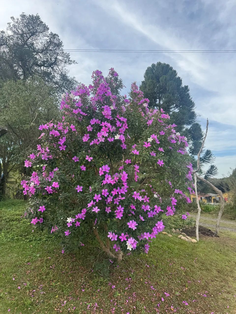 Manacá da serra muda