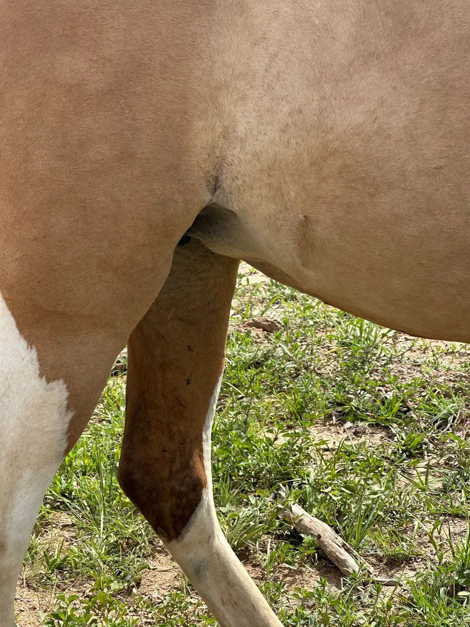 Vendo Égua pampa de 4 anos  - Foto 5