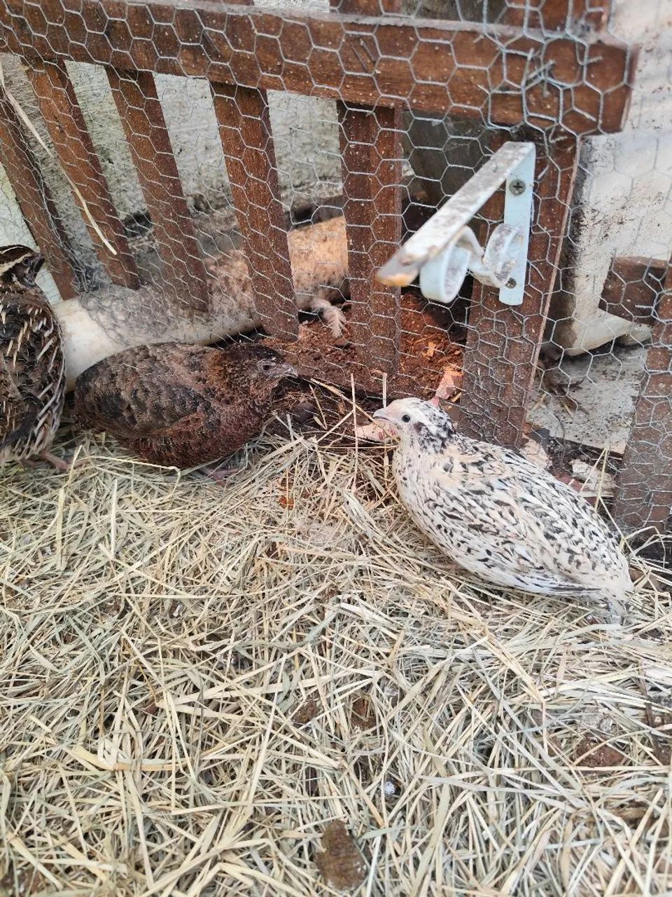 Vendo 10 codornas fêmeas gigantes e 1 chinesa - Foto 3