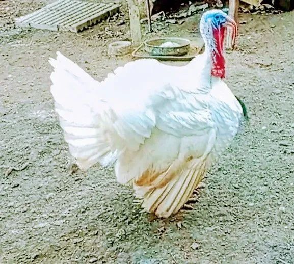 Vendo lindo casal de perus branco 