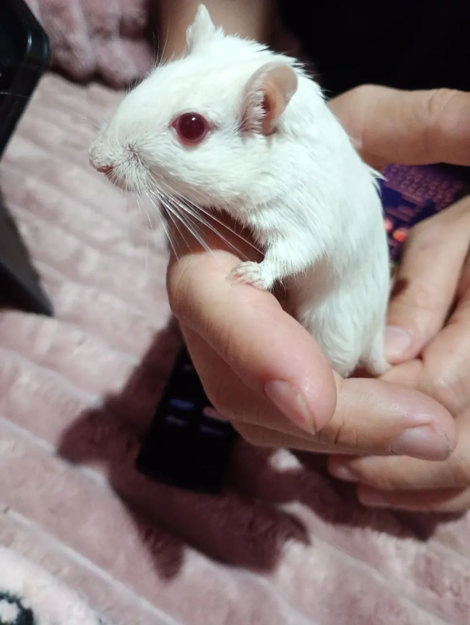 gerbil esquilo da mongolia - Foto 3