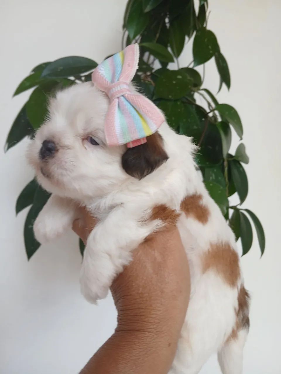 Fêmea lhasa apso - Foto 3