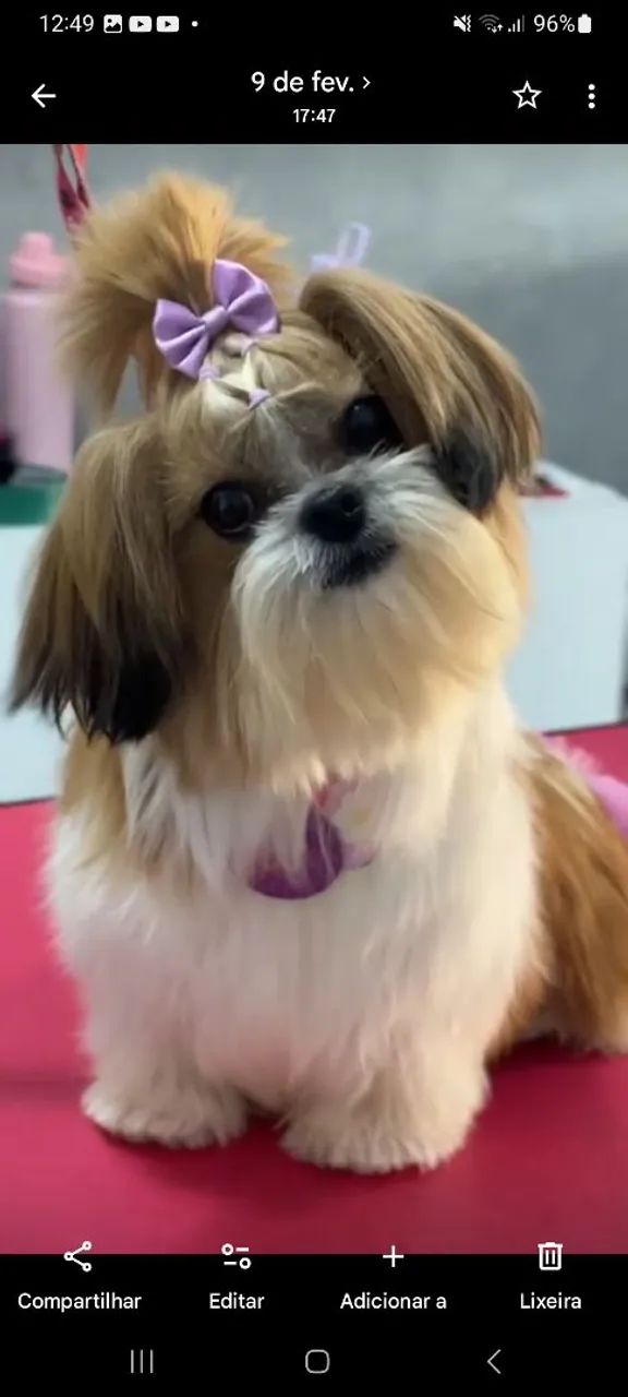 Cachorro  - Foto 2