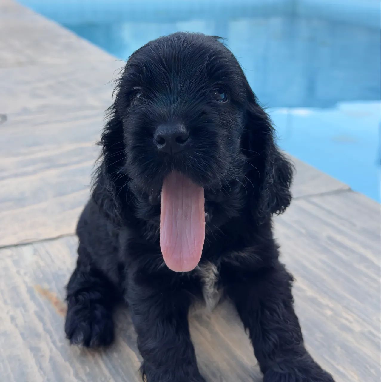 Cocker Spaniel Inglês  - Foto 3
