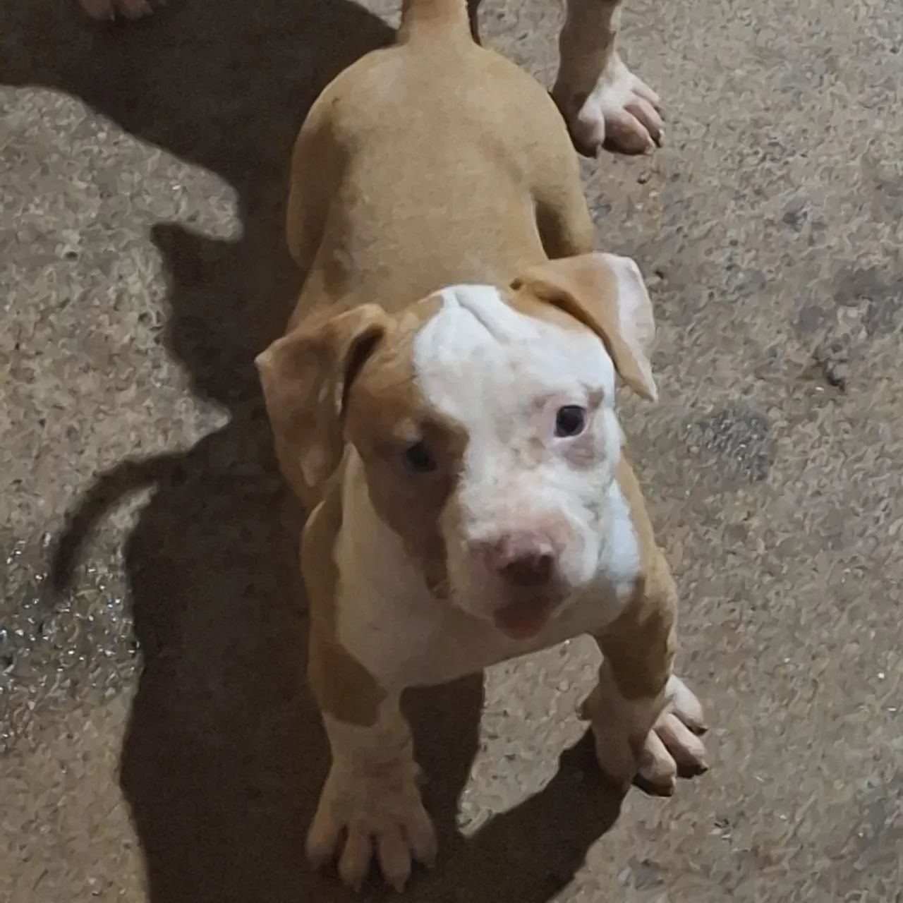 Vende-se uma fêmea de Pit monsters com pedigree vacinada e vermefugada  - Foto 4