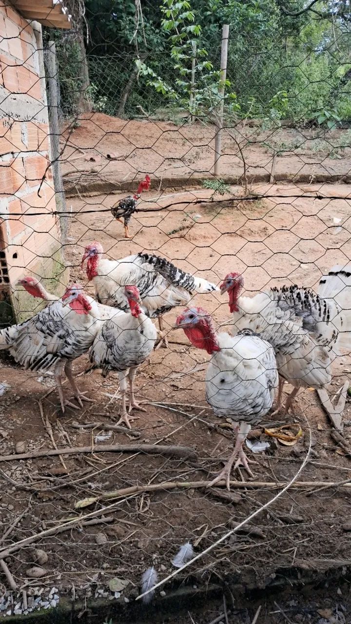 Perus brancos, um casal e 4 machos