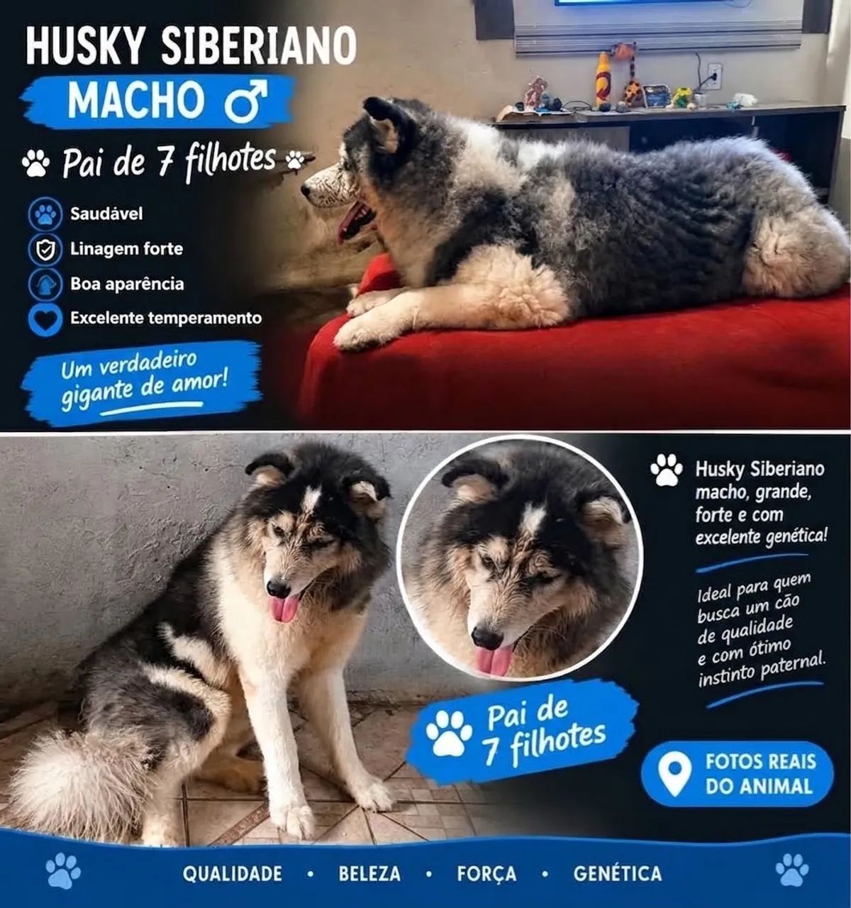 filhotes de husky - Foto 4