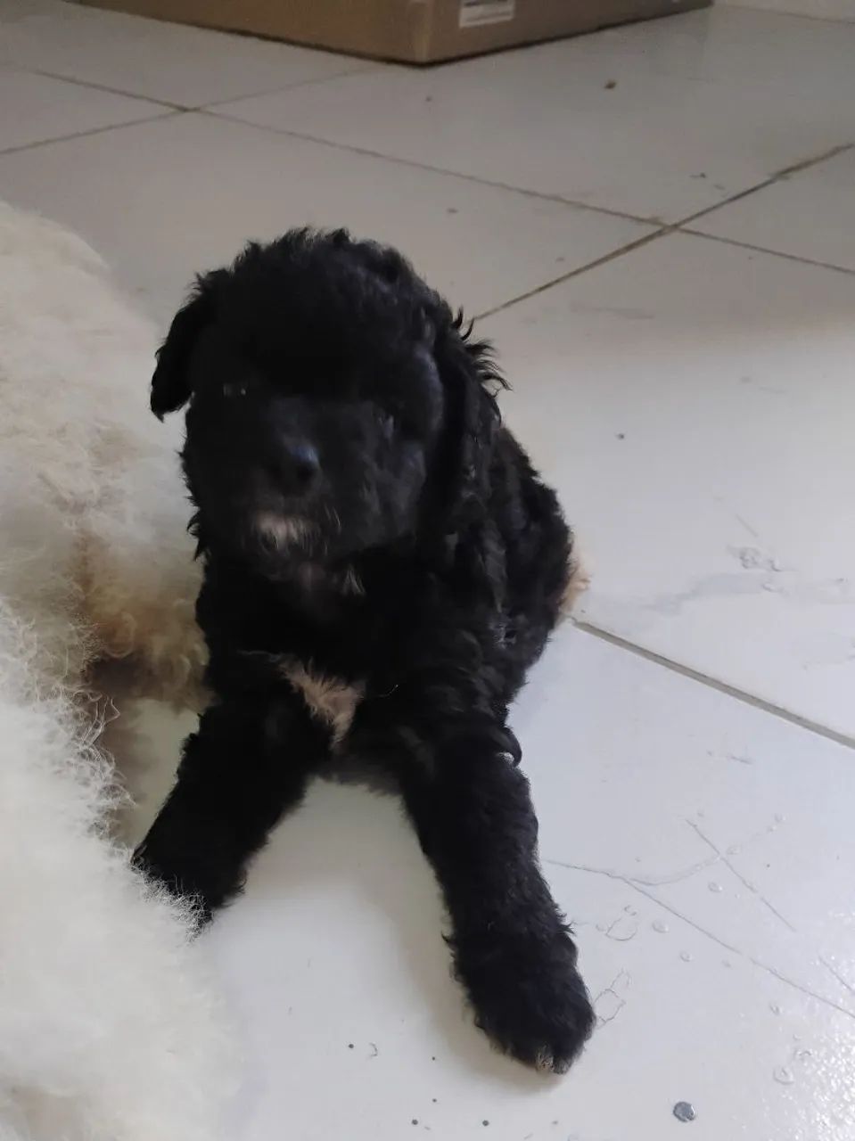 Cachorro poodle 300 reais  - Foto 2