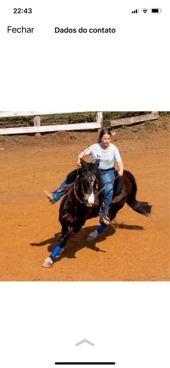 Cavalo crioulo  - Foto 6