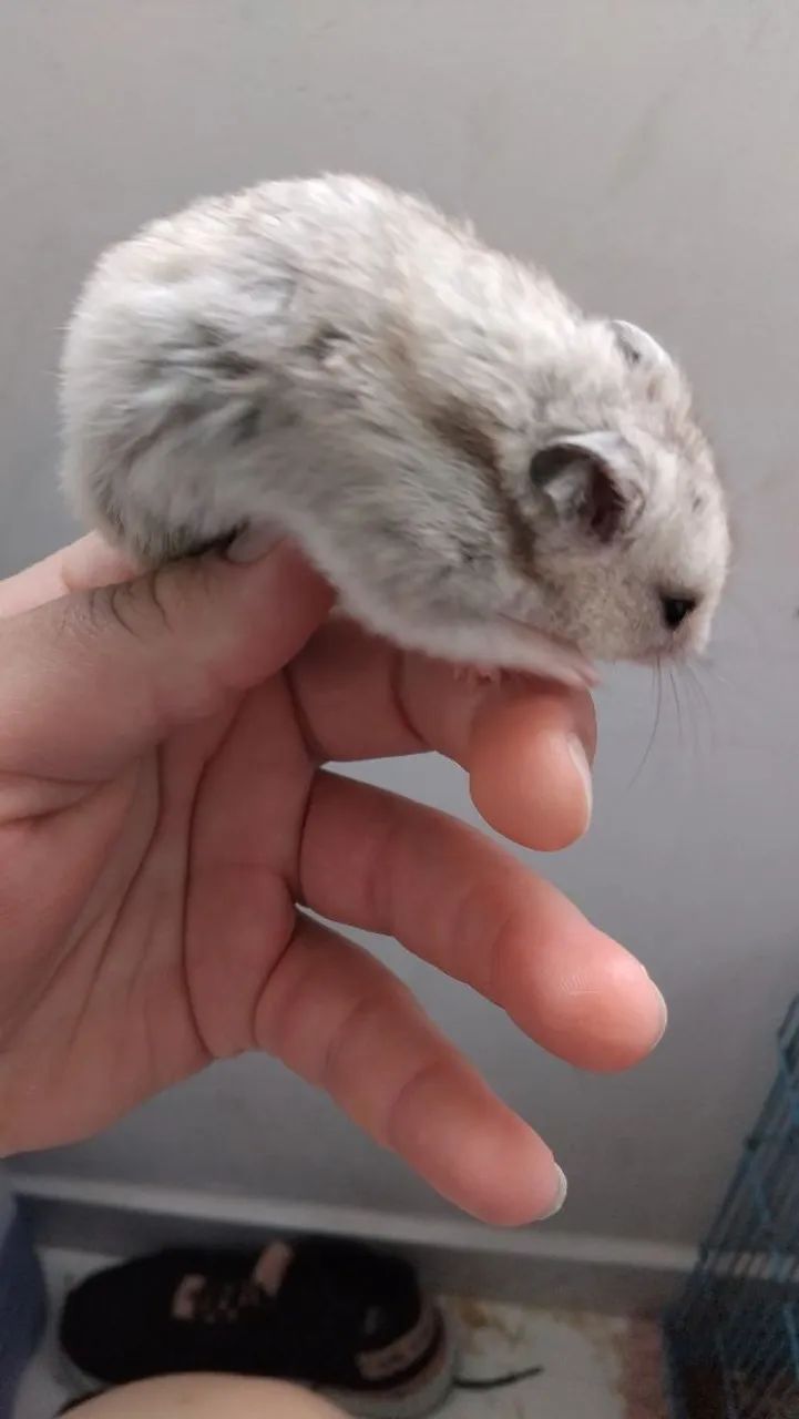 Hamster sirio  - Foto 2