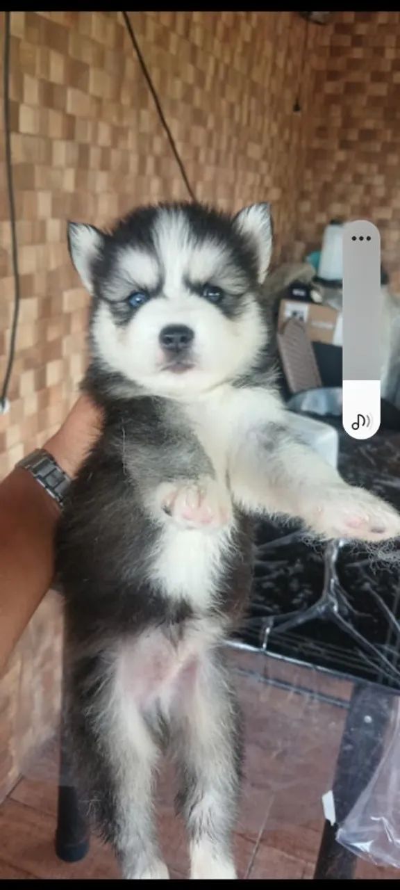 HUSKY SIBERIANO  - Foto 4