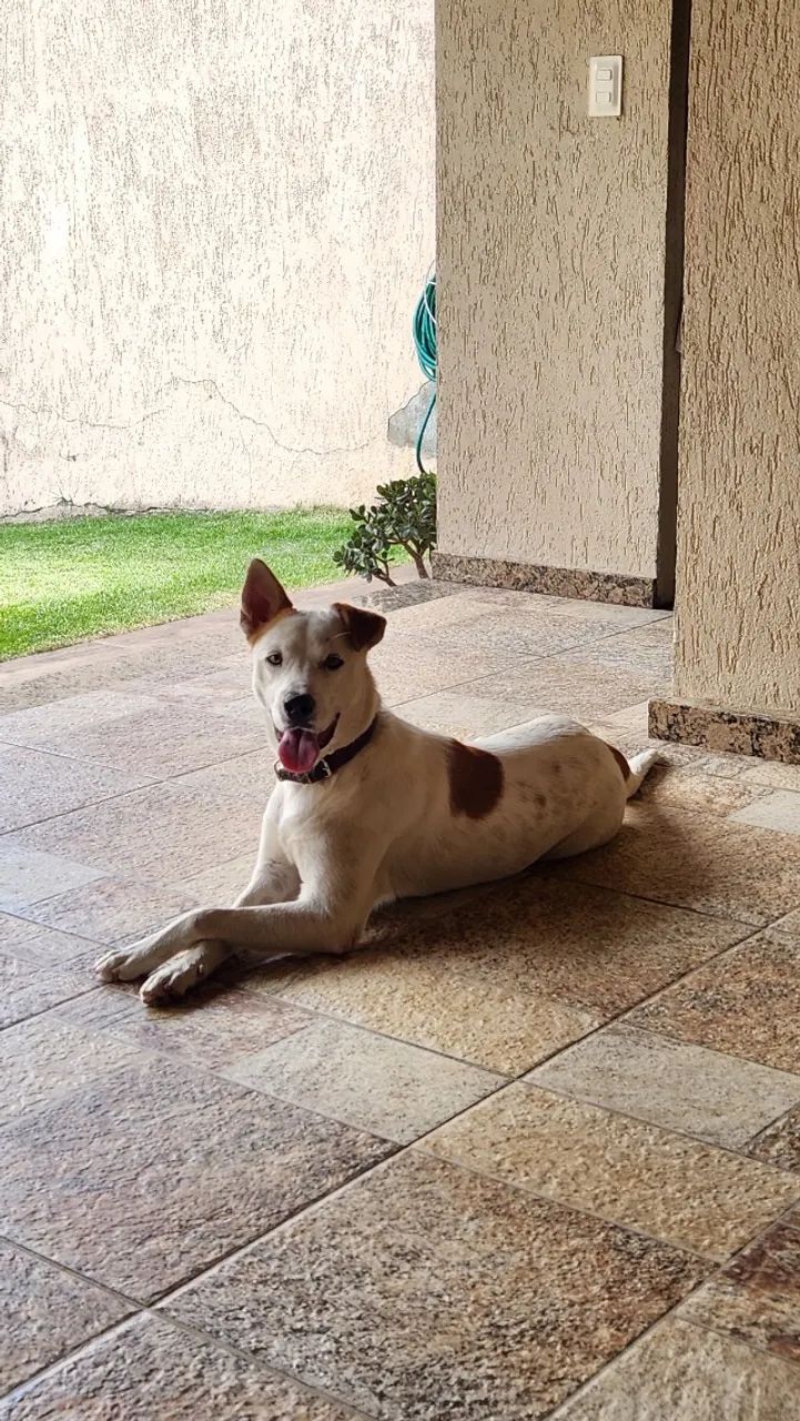 Cachorro dócil 