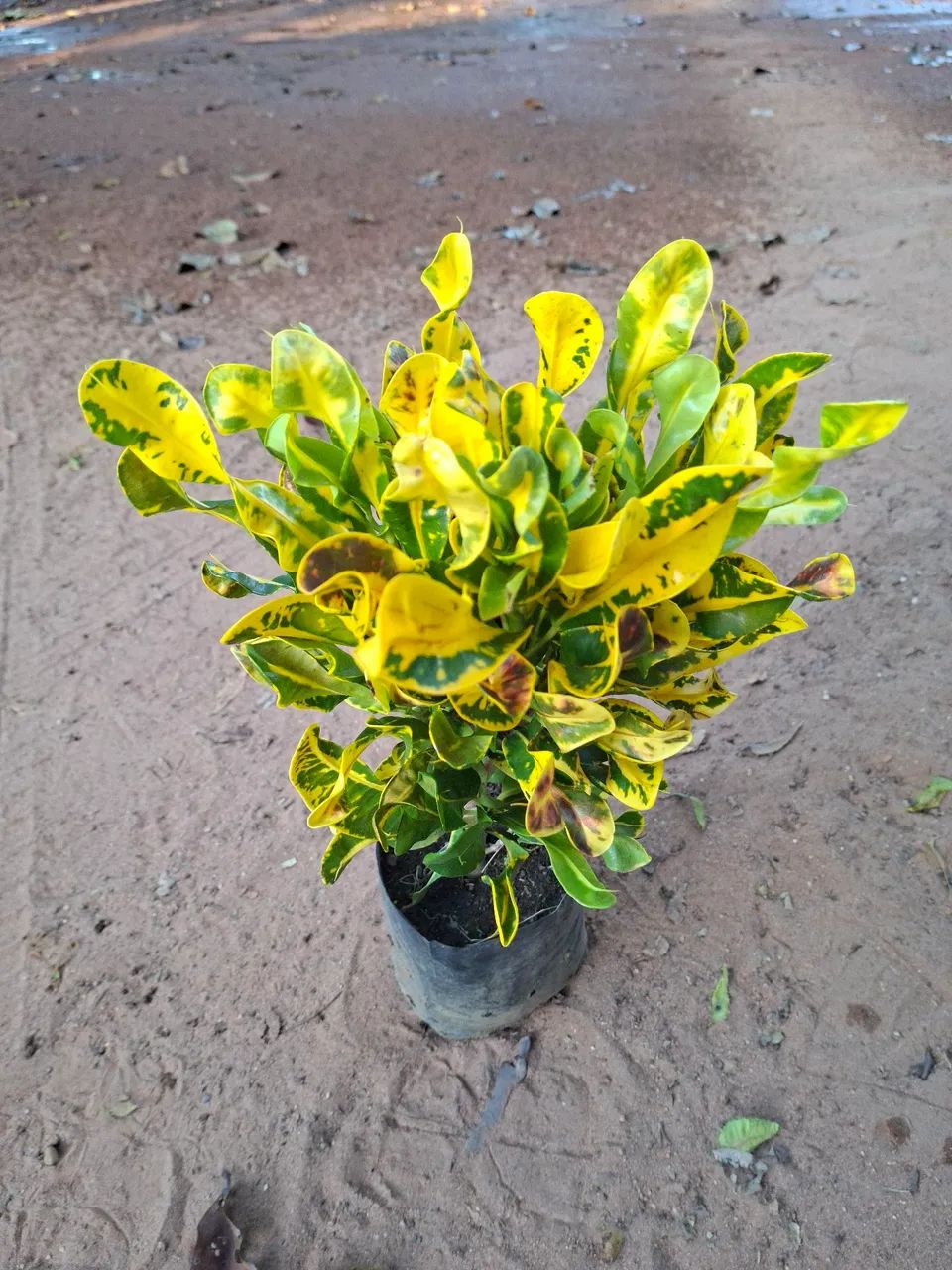 Croton espécies variadas - Foto 5