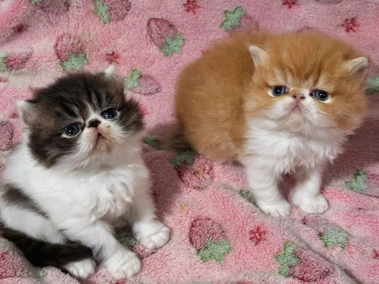 Gato persa  - Foto 2