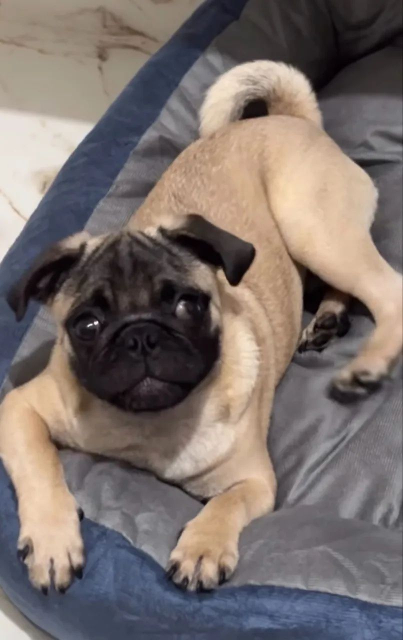 Pug Filhote Original  - Foto 3