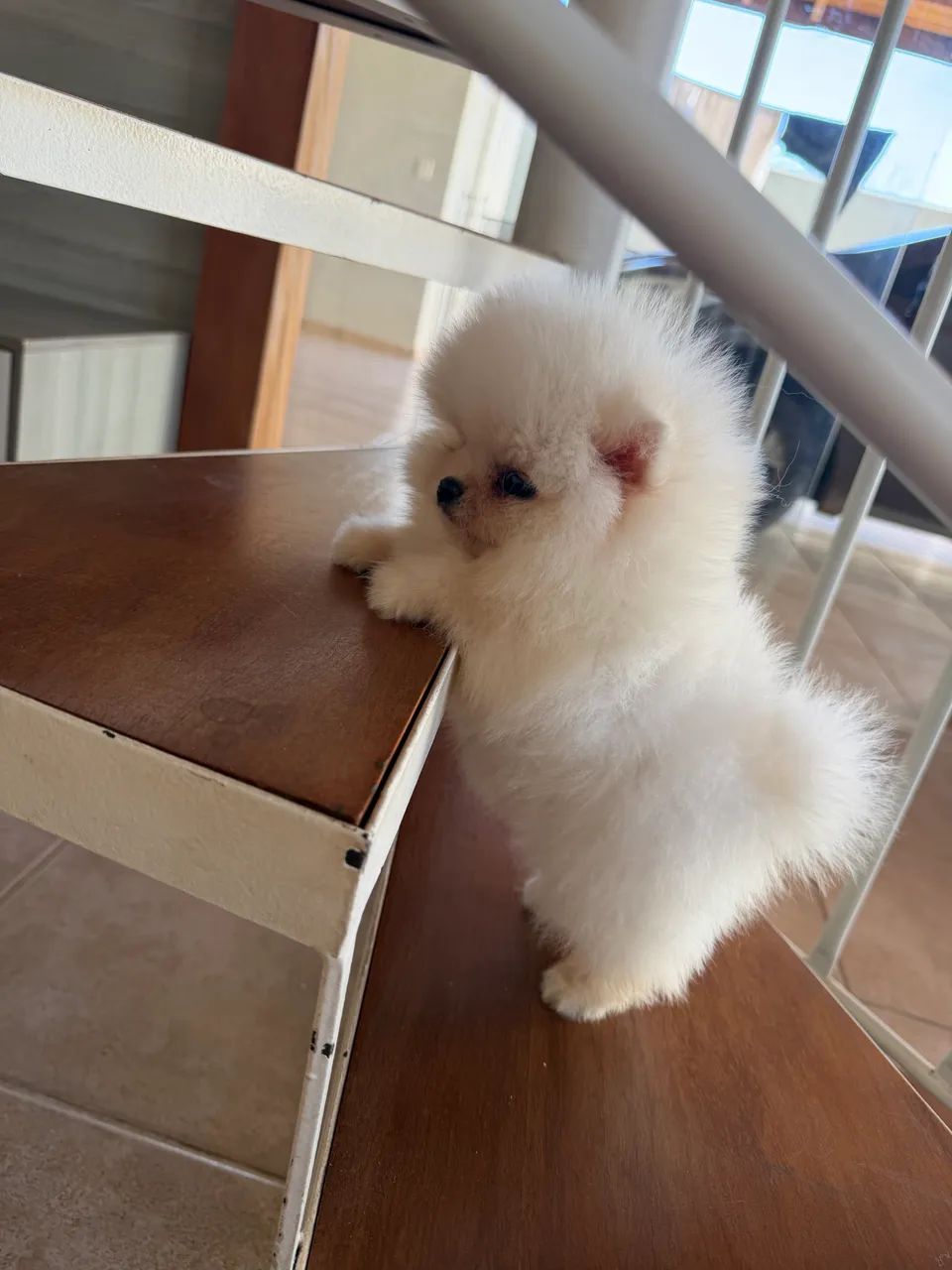 Spitz alemão  - Foto 2
