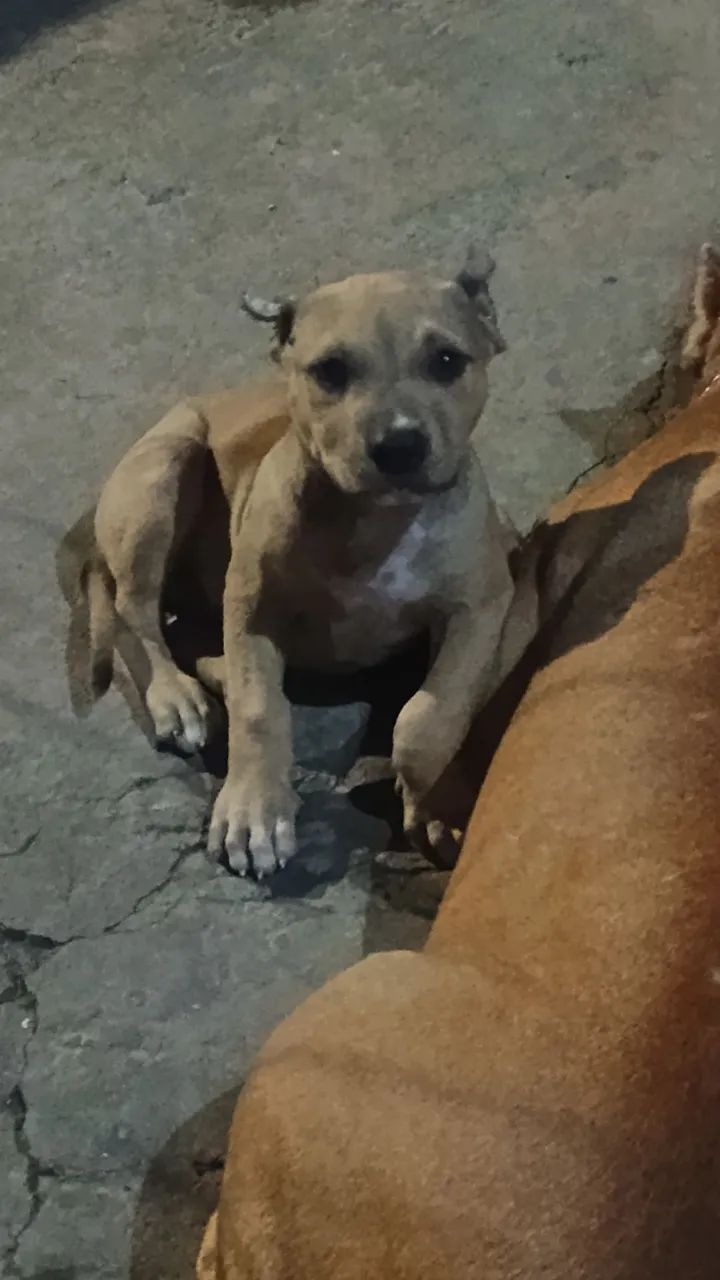 Pit monsters com 2 meses disponíveis  - Foto 4