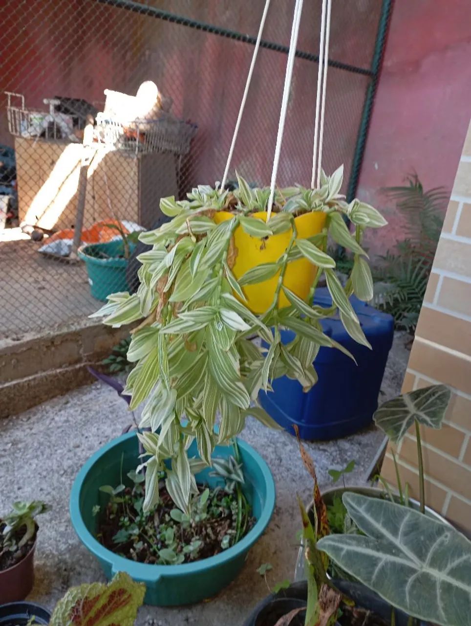Sementes e plantas  - Foto 4