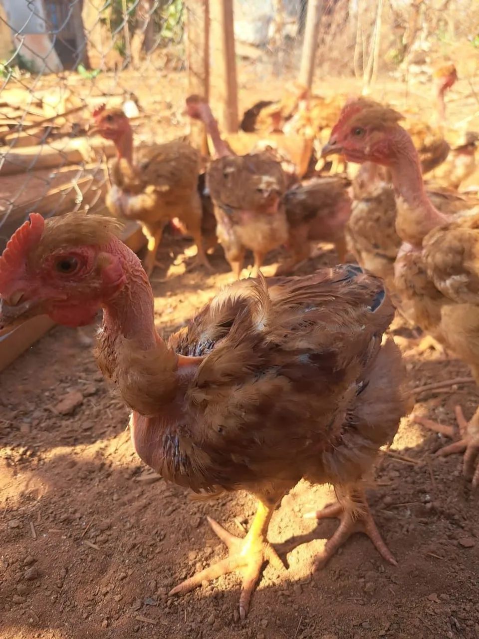 Frangos melhorado e caipira  - Foto 2