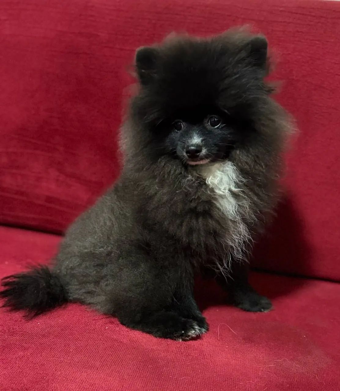 Spitz alemão macho - Foto 2