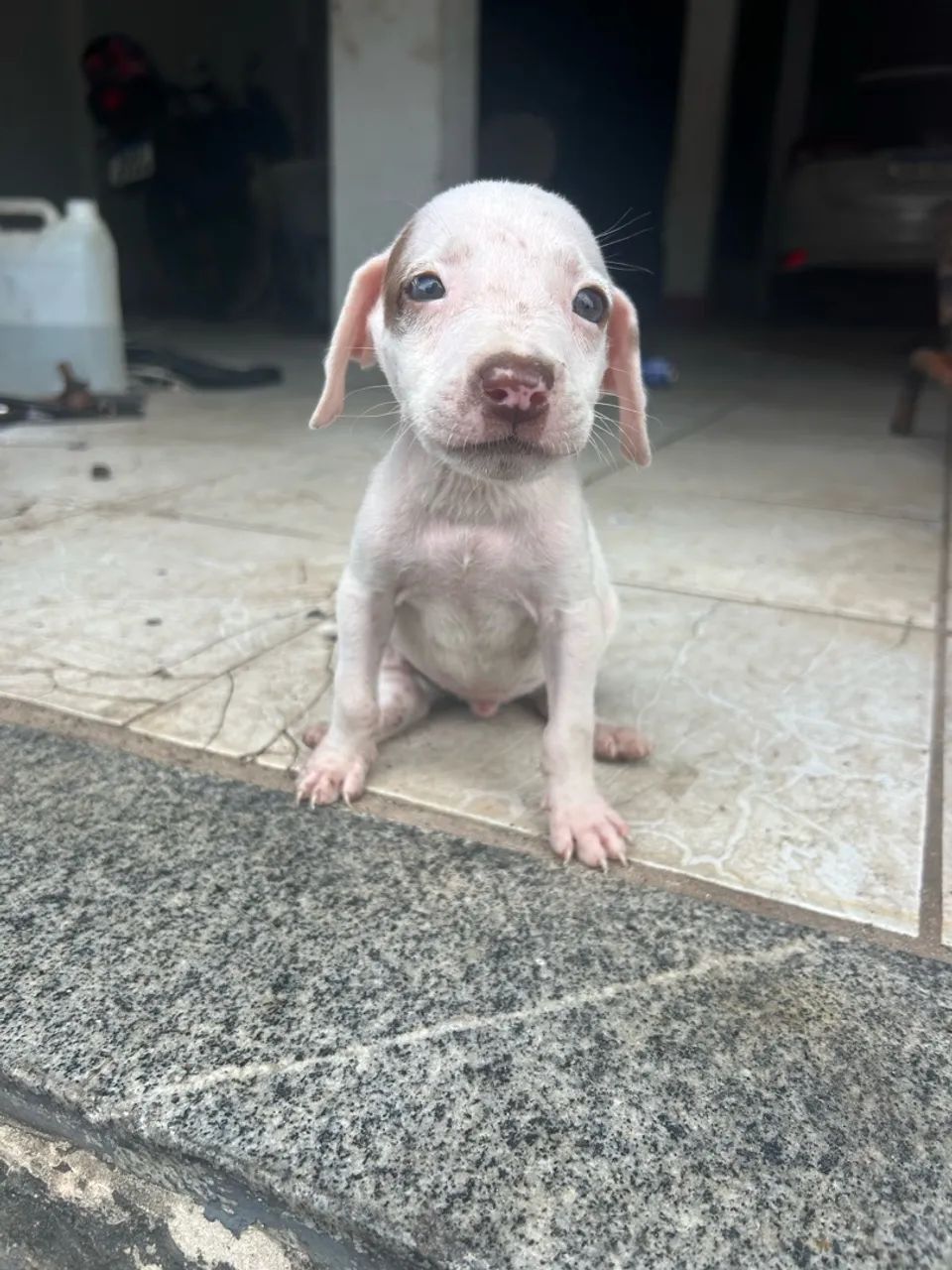 filhotes de pitbull  - Foto 2
