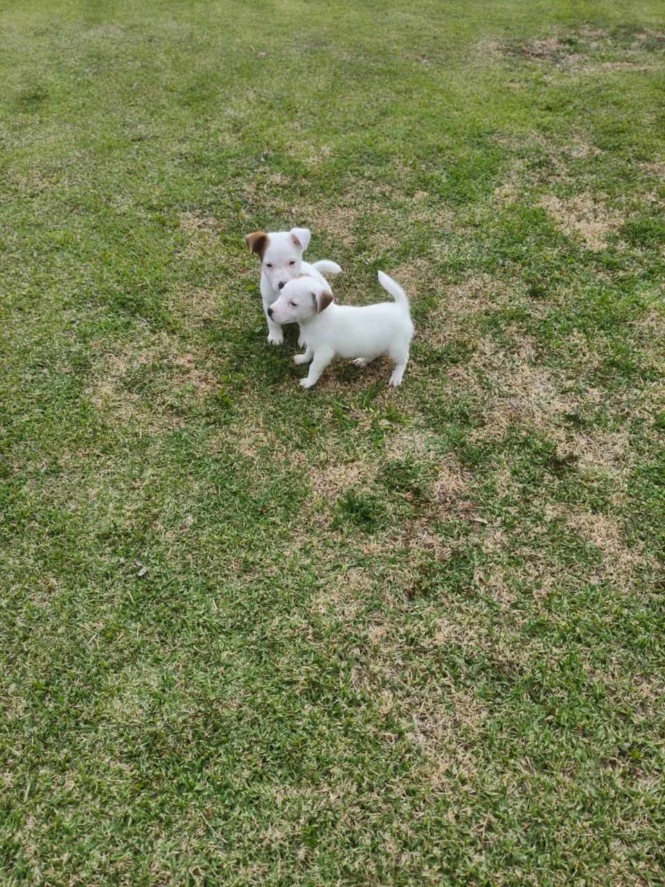 Jack russel  - Foto 2
