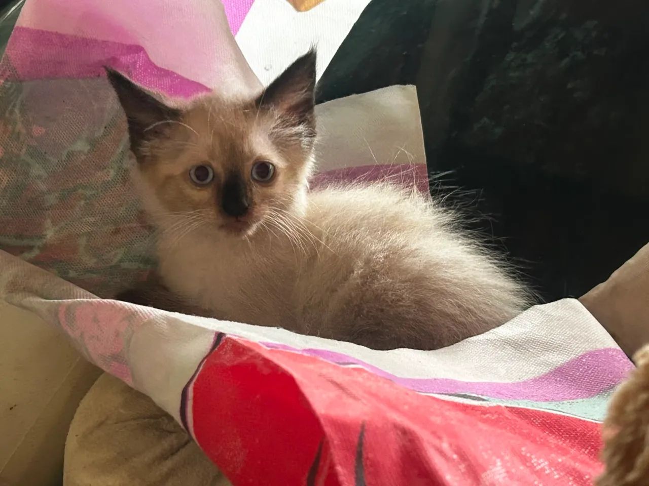 Gatinha misto com Persa