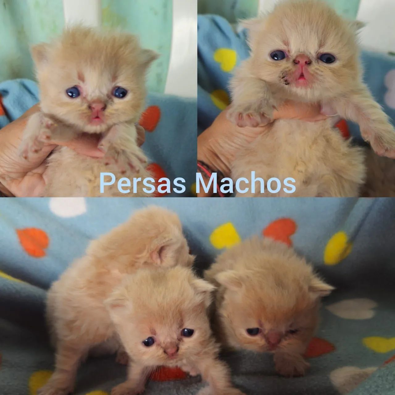 Persas, Exóticos e Himalaios Filhotes - Gatil BSB Cat - Foto 2