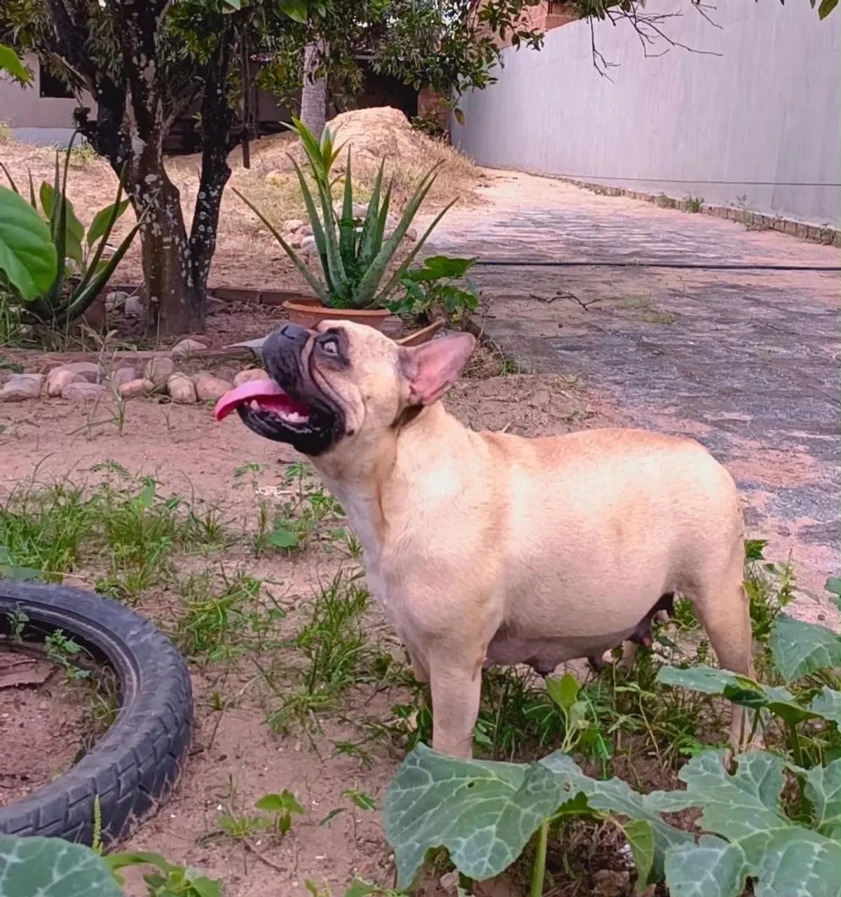 Bulldog francês 