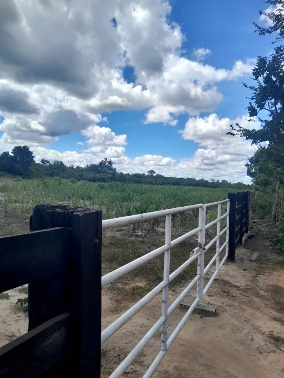 Fazenda de 130 hectares a venda! - Foto 3