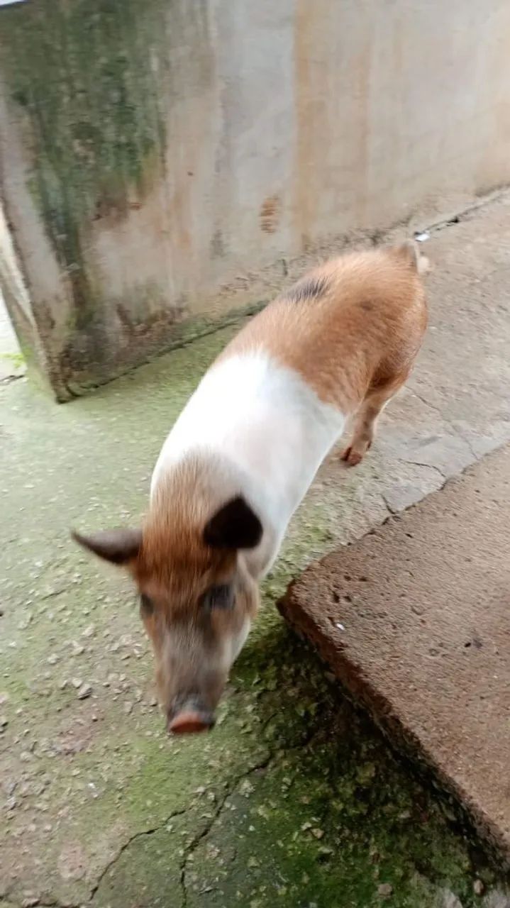 Mini pig (MATRIZ) 