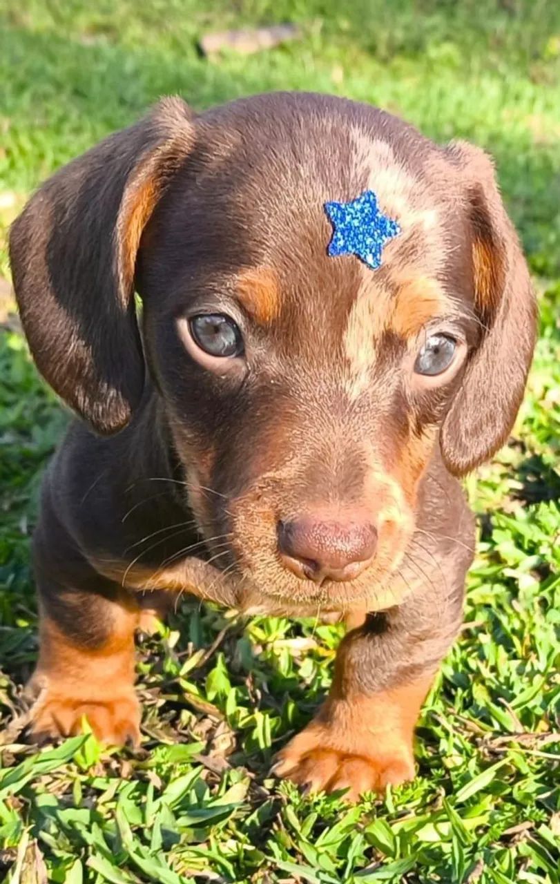 48_DACHSHUND FILHOTES  - Foto 3