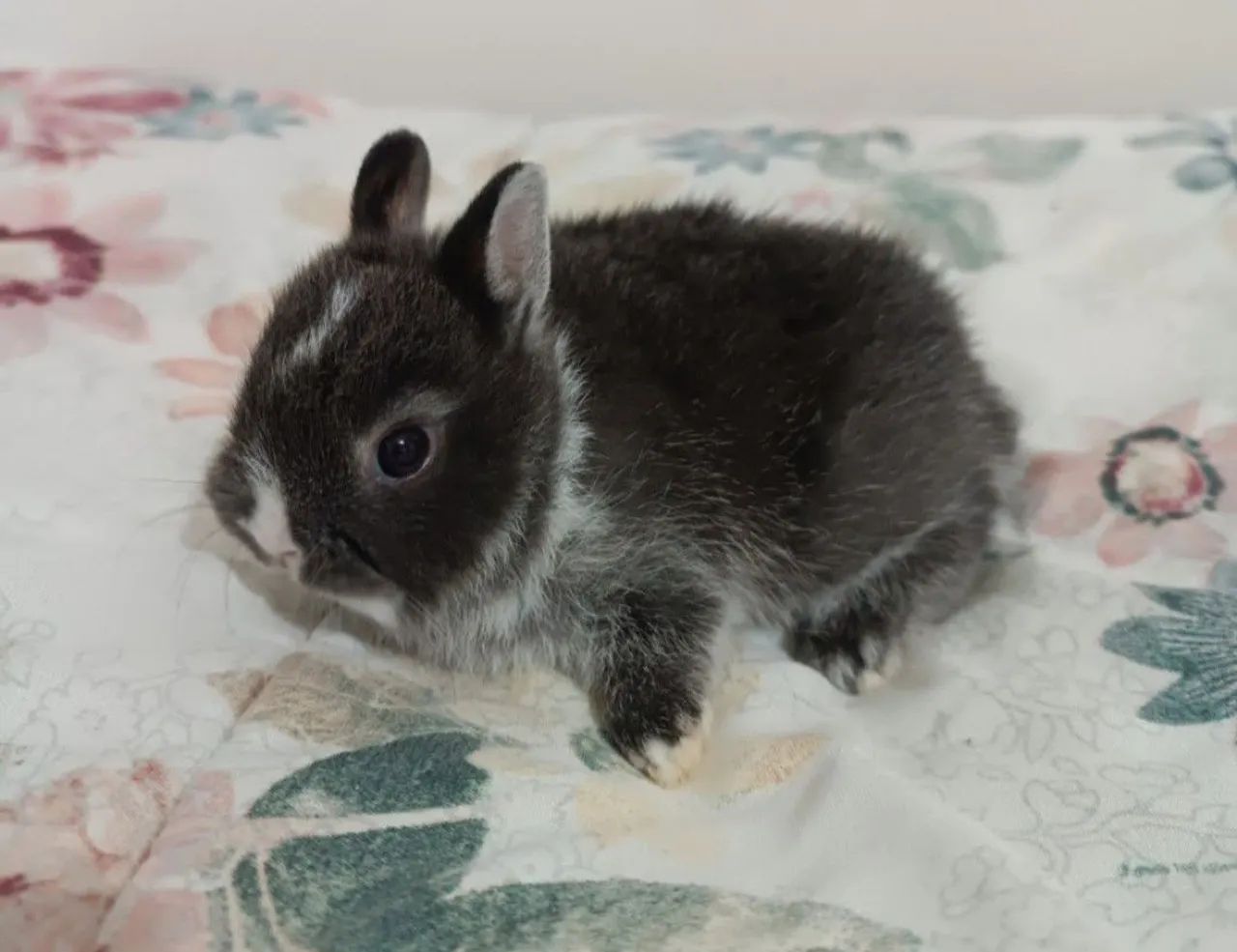 Filhotes mini coelho Netherland - Foto 4