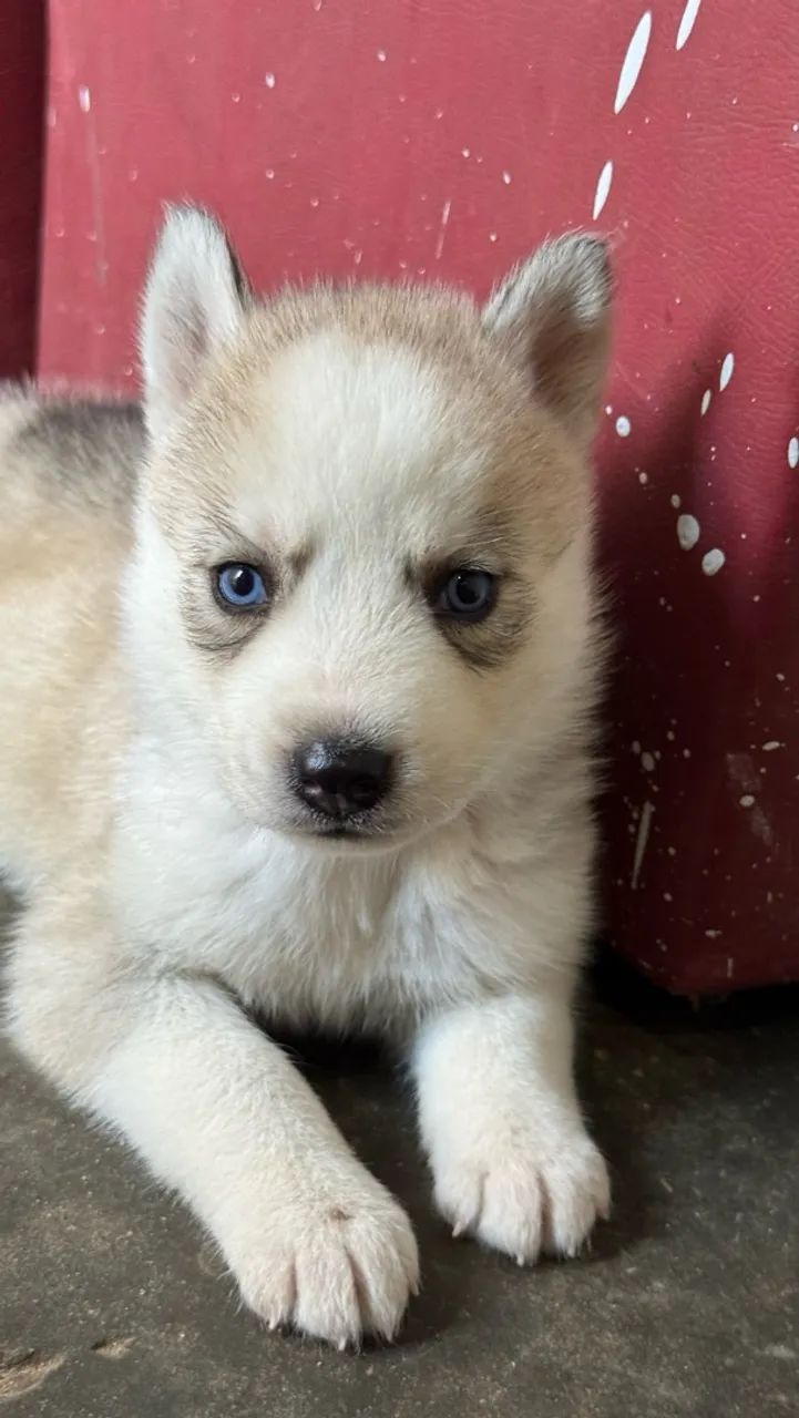 Husky siberiano  - Foto 3