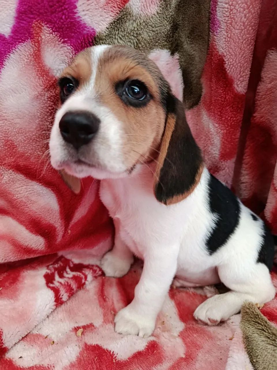 Casal de beagles  - Foto 2