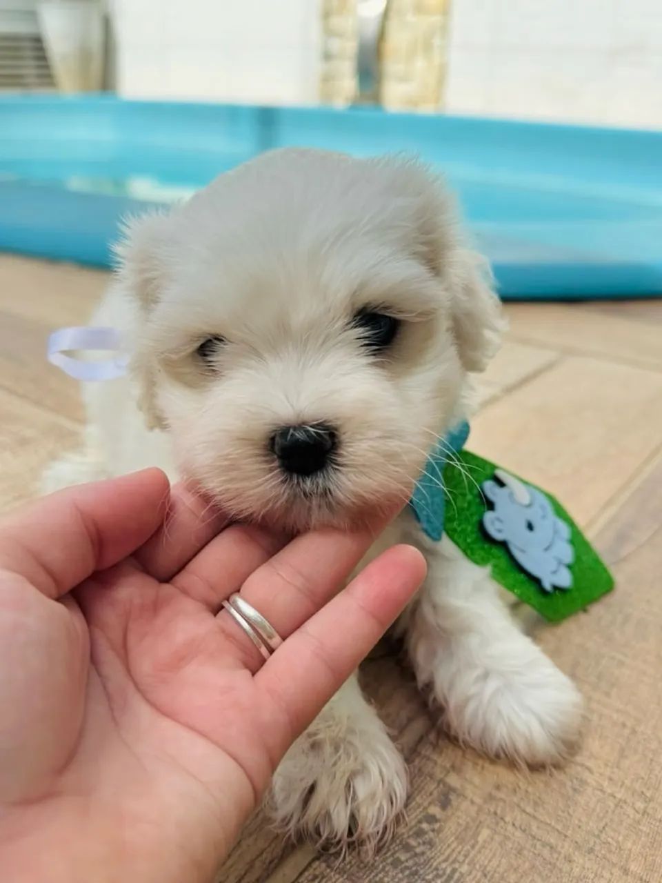 Lhasa apso macho - filhote   - Foto 3