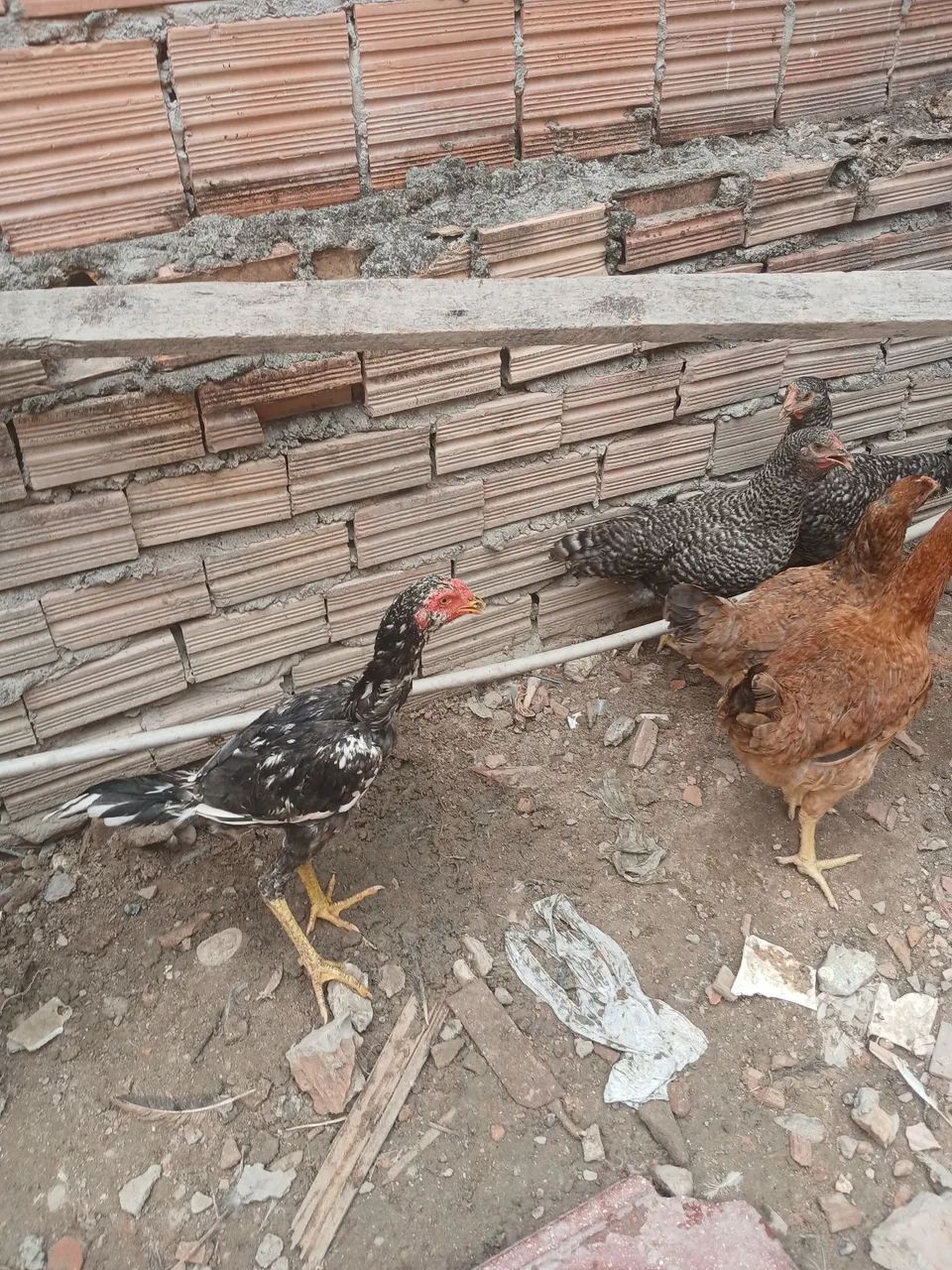 frango  - Foto 3