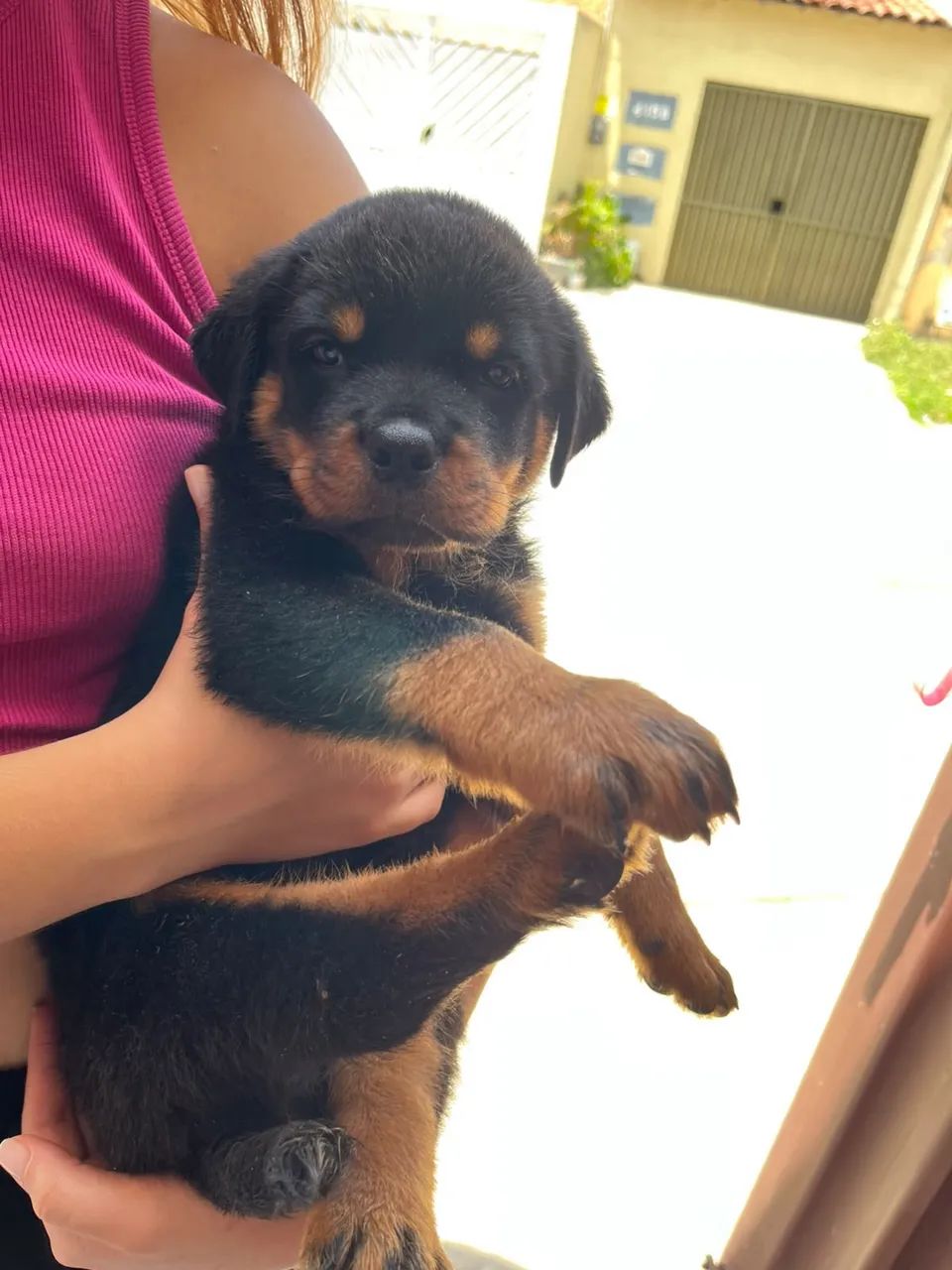 Filhote de Rotweiller - Foto 4