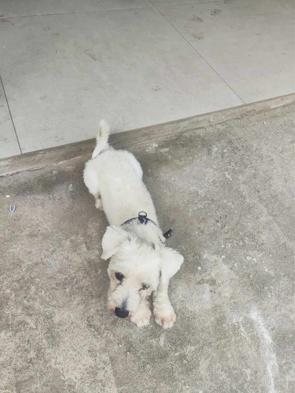 Doa-se cachorrinho raça Malltes  - Foto 3