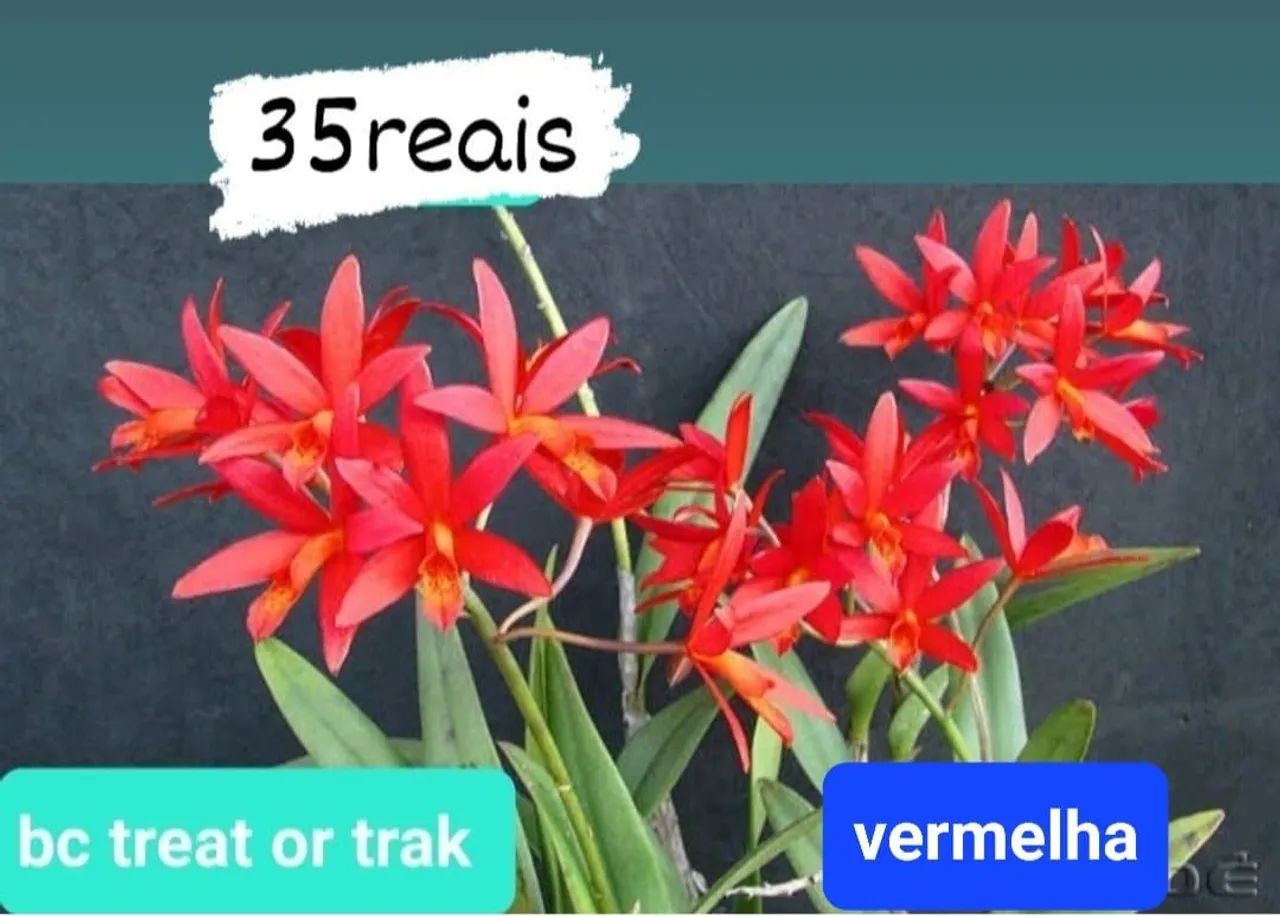 Orquídeas Perfeitas e Maravilhosas - Foto 3
