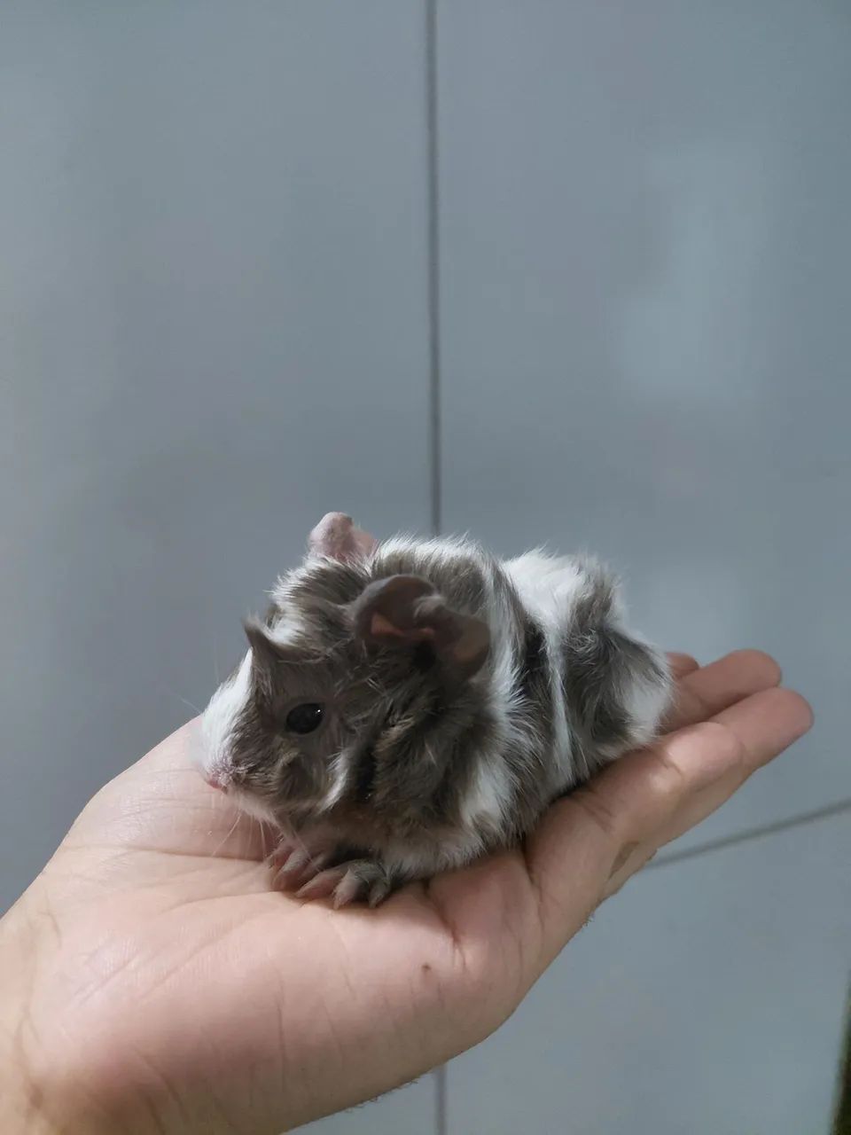 Filhote porquinho da índia fêmea abissínio 