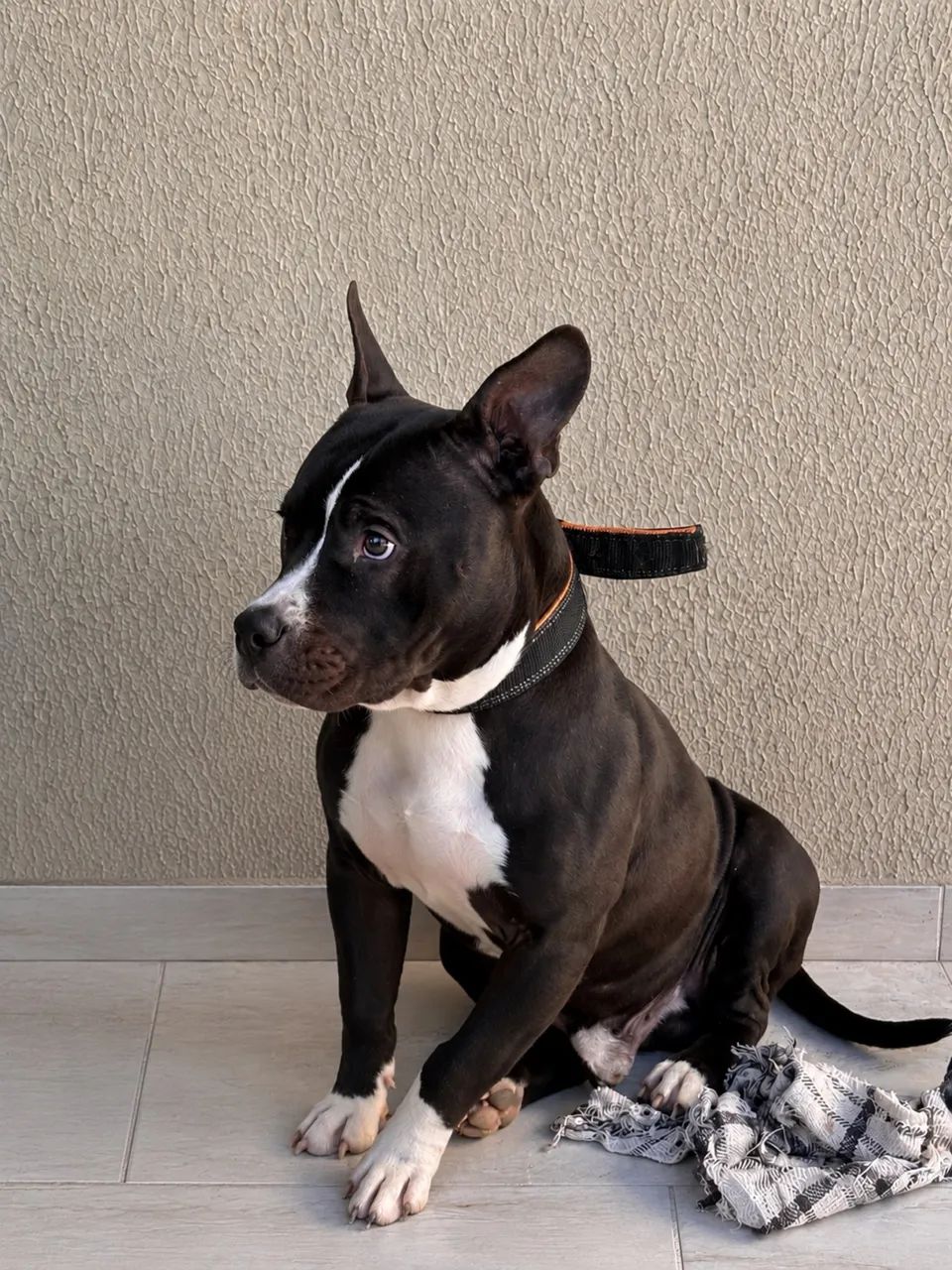 Filhote de pitbull 