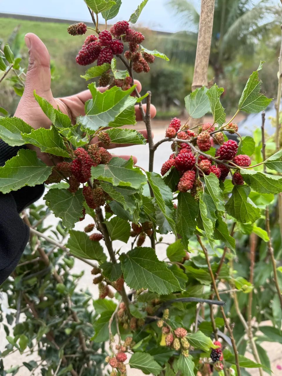 Frutíferas 