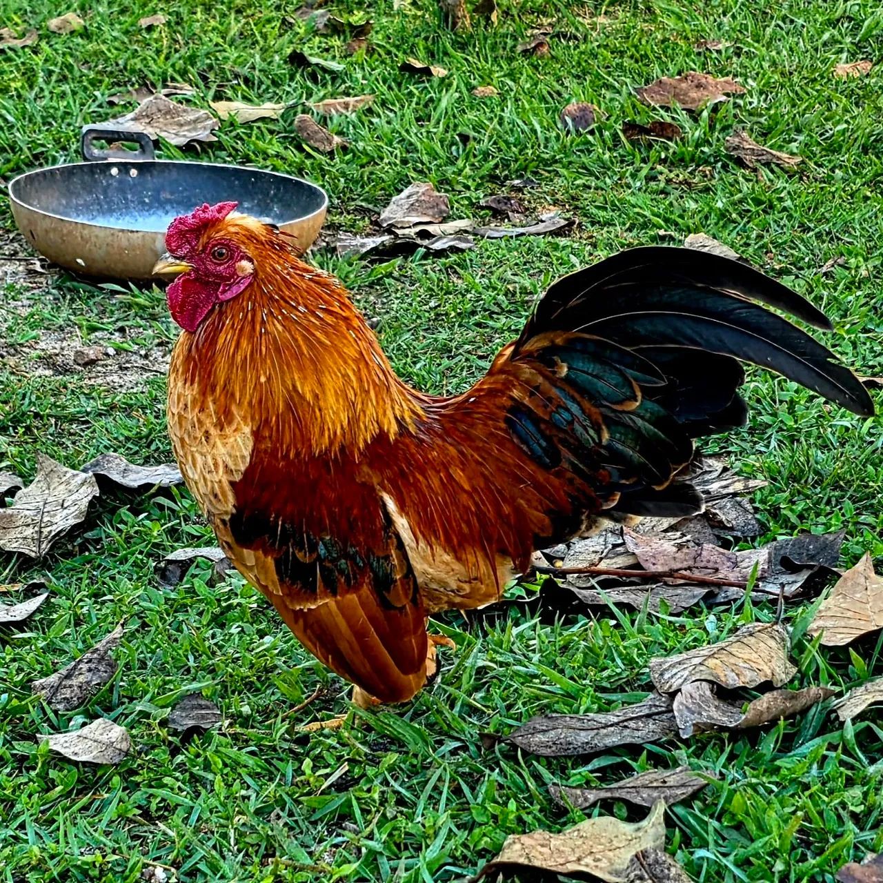  MINI GARNIZÉ