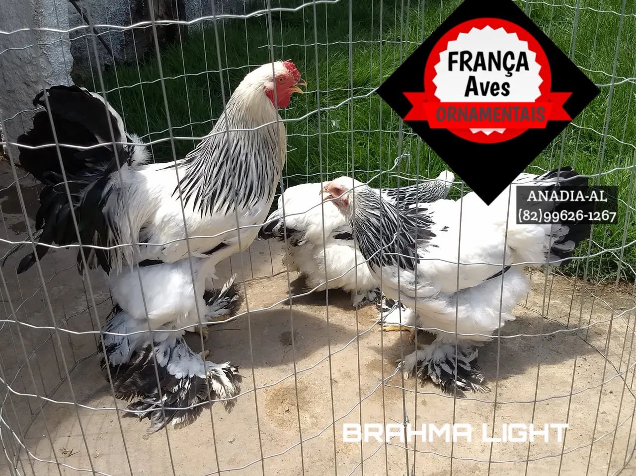 Galinhas Brahma light - Foto 2