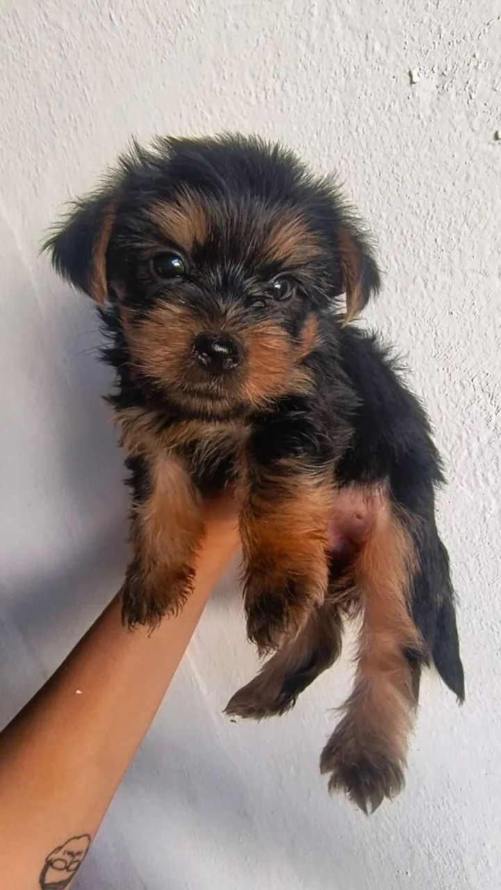 FILHOTES DE YORKSHIRE TERRIER  - Foto 5