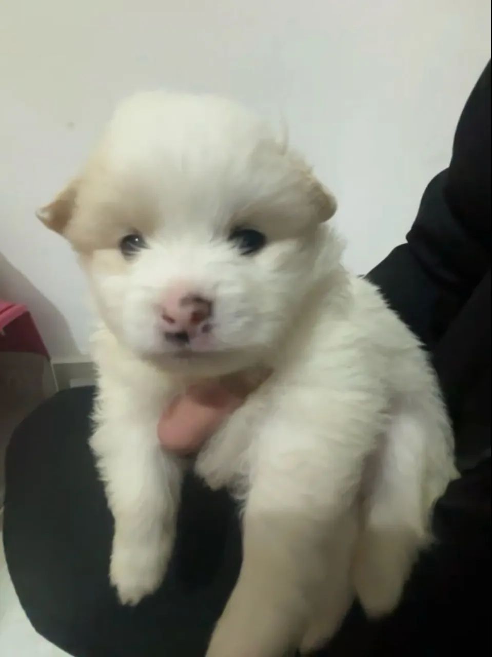 Spitz alemão  - Foto 3