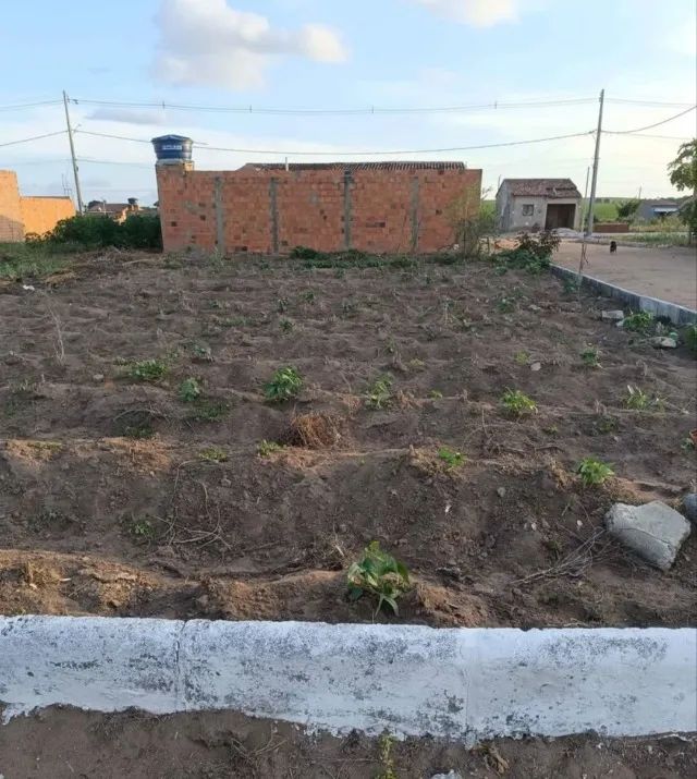 Terreno no povoado Genipapo/ limoeiro de Anadia  - Foto 3