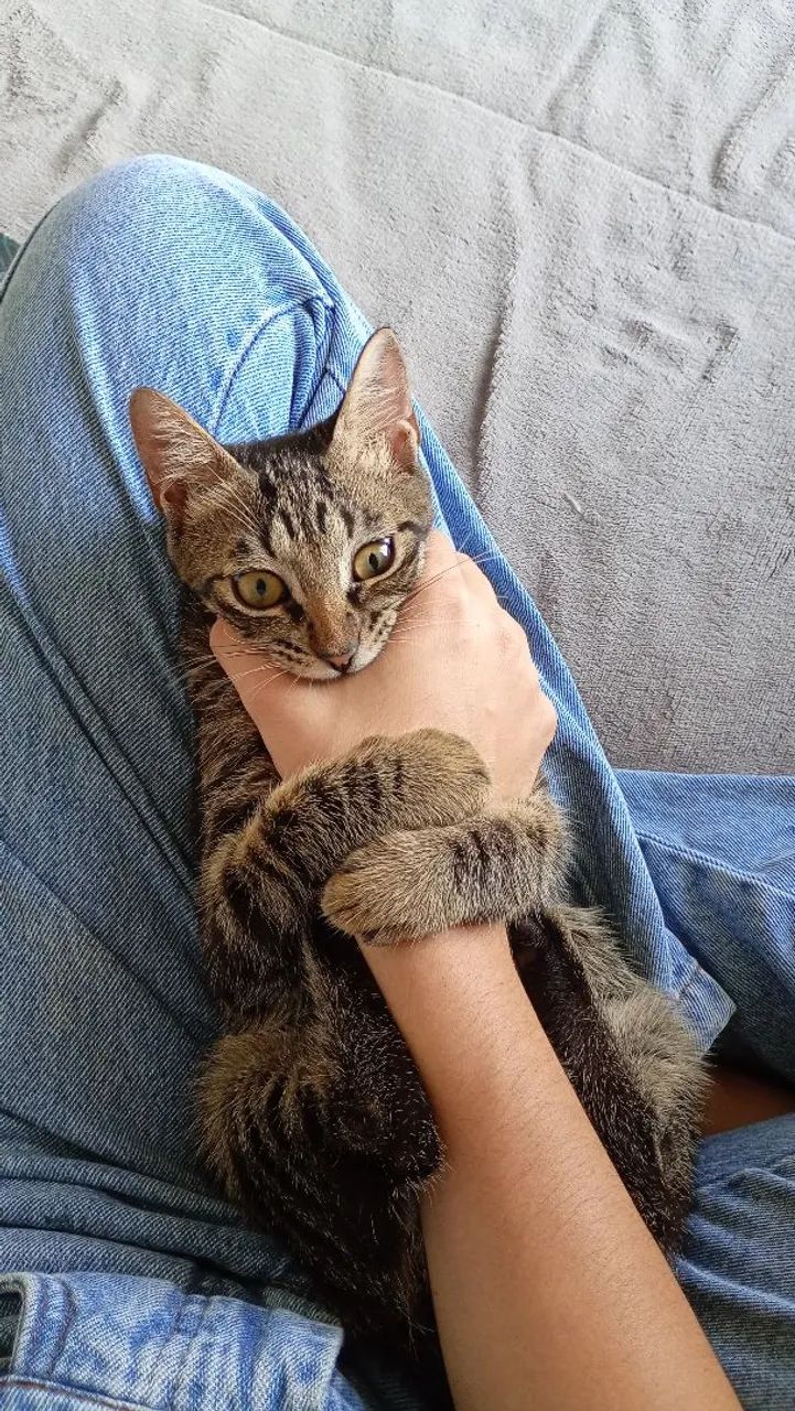 Adoção de gatinho  - Foto 2