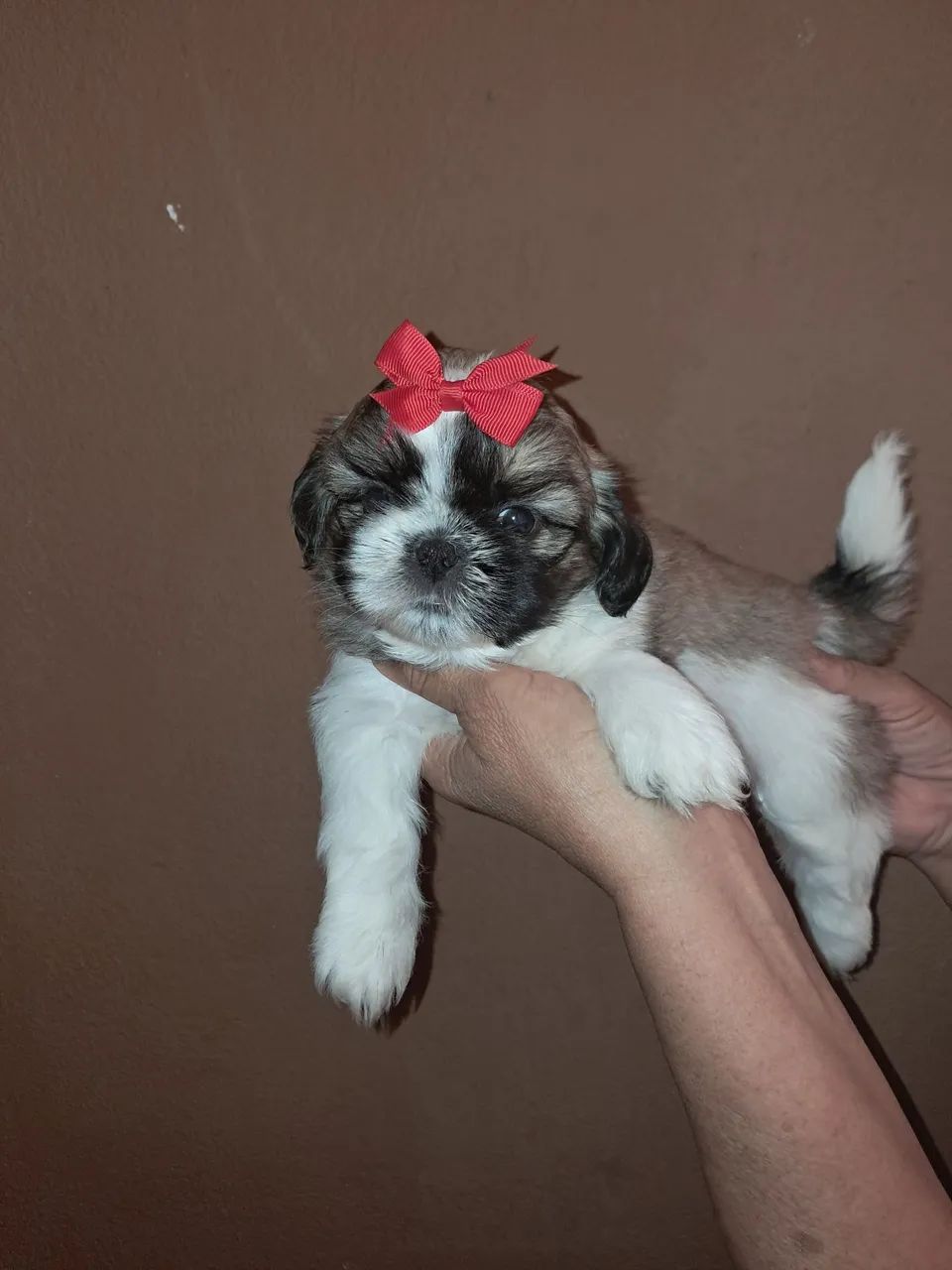Cachorro shitzu  - Foto 2
